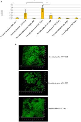 Frontiers In vitro Characterization of Biofilm Formation in